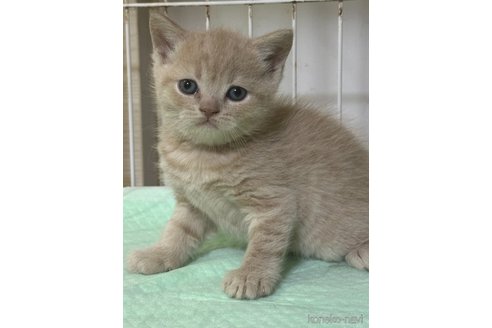 成約済の栃木県のブリティッシュショートヘア-107515の1枚目