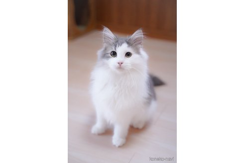 成約済の愛知県のノルウェージャンフォレストキャット-99487の8枚目