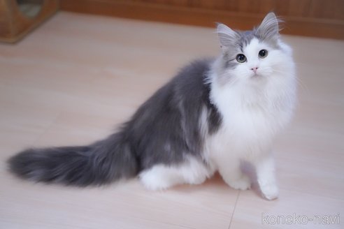 成約済の愛知県のノルウェージャンフォレストキャット-99487の9枚目