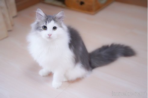成約済の愛知県のノルウェージャンフォレストキャット-99487の6枚目