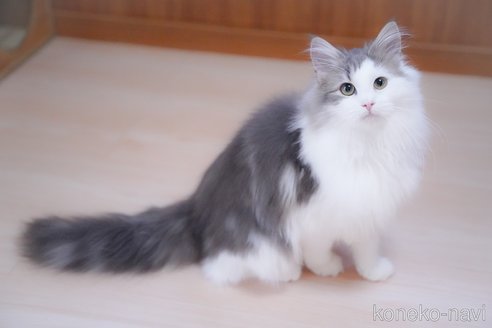 成約済の愛知県のノルウェージャンフォレストキャット-99487の7枚目