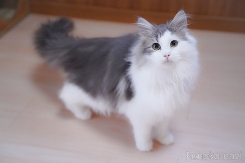 成約済の愛知県のノルウェージャンフォレストキャット-99487の5枚目