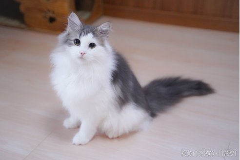 成約済の愛知県のノルウェージャンフォレストキャット-99487の4枚目