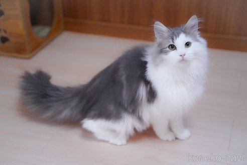 成約済の愛知県のノルウェージャンフォレストキャット-99487の3枚目
