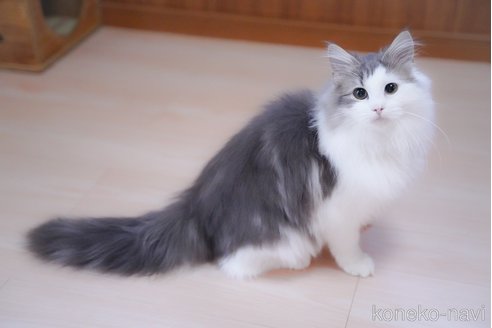成約済の愛知県のノルウェージャンフォレストキャット-99487の2枚目