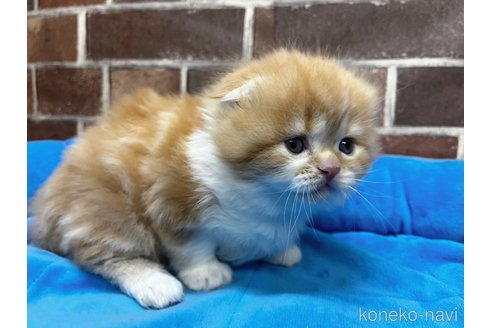 成約済の東京都のスコティッシュフォールド(折れ耳)-109161の9枚目