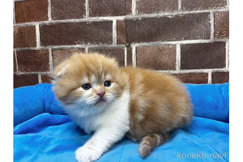 成約済の東京都のスコティッシュフォールド(折れ耳)-109161の1枚目