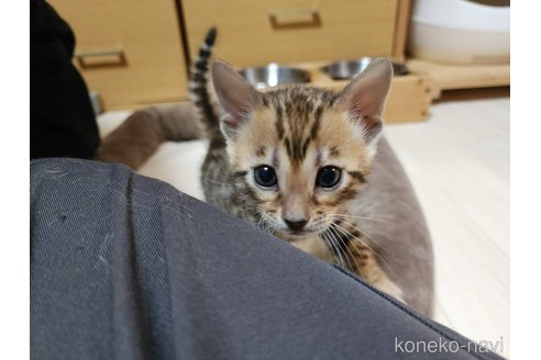 成約済の神奈川県のベンガル-109122の7枚目