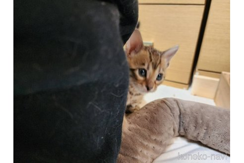 成約済の神奈川県のベンガル-109122の3枚目