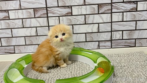 商談中の福岡県のマンチカン-109166の6枚目