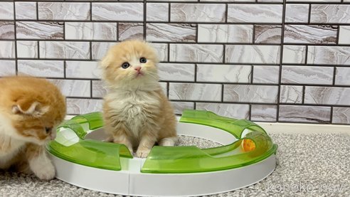 商談中の福岡県のマンチカン-109166の7枚目
