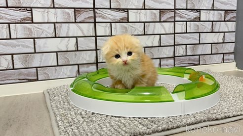 商談中の福岡県のマンチカン-109166の4枚目