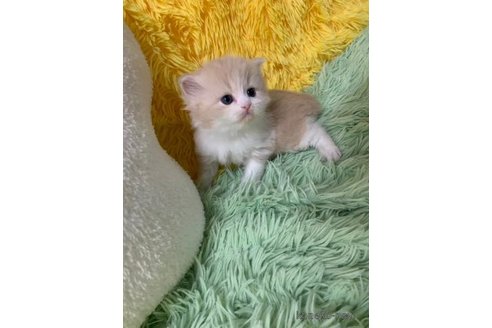 成約済の大阪府のスコティッシュフォールド-109169の2枚目