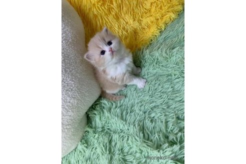 成約済の大阪府のスコティッシュフォールド-109169の3枚目