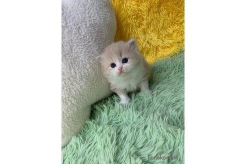 成約済の大阪府のスコティッシュフォールド-109169の4枚目