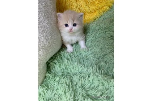 成約済の大阪府のスコティッシュフォールド-109169の5枚目