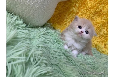 成約済の大阪府のスコティッシュフォールド-109169の6枚目