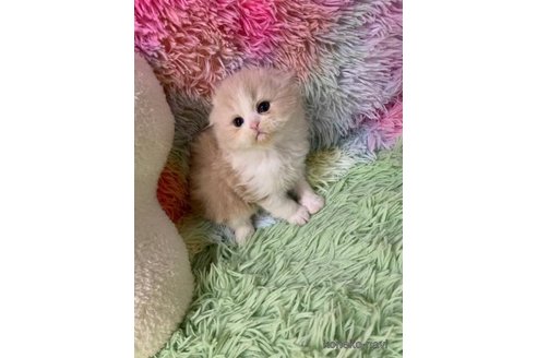 成約済の大阪府のスコティッシュフォールド(折れ耳)-109172の2枚目