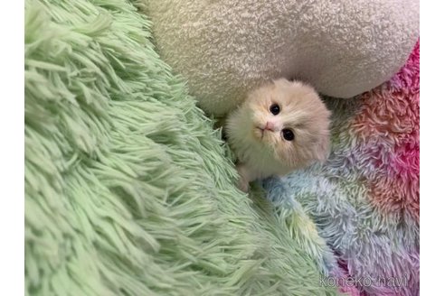 成約済の大阪府のスコティッシュフォールド(折れ耳)-109172の3枚目