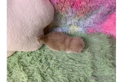 成約済の大阪府のスコティッシュフォールド(折れ耳)-109172の4枚目