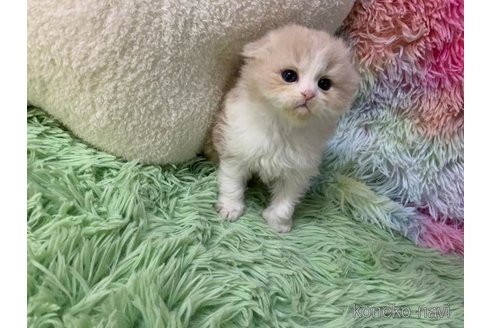 成約済の大阪府のスコティッシュフォールド(折れ耳)-109172の5枚目