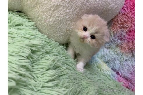 成約済の大阪府のスコティッシュフォールド(折れ耳)-109172の1枚目