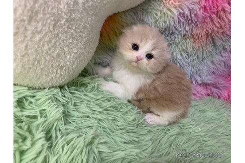 成約済の大阪府のスコティッシュフォールド(折れ耳)-109172の6枚目