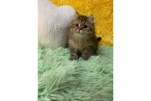 成約済の大阪府のミヌエット-109174の2枚目