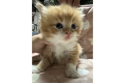 成約済の愛知県のスコティッシュフォールド-109182の2枚目