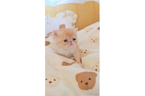成約済の長野県のエキゾチックショートヘア-109202の4枚目