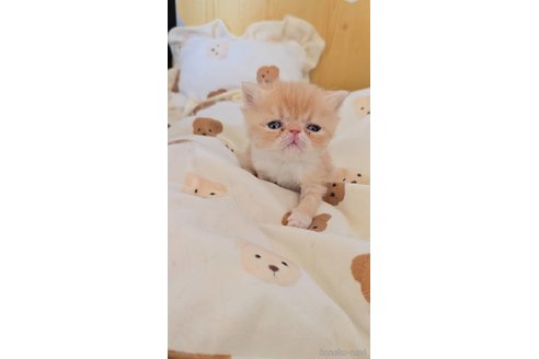 成約済の長野県のエキゾチックショートヘア-109202の2枚目