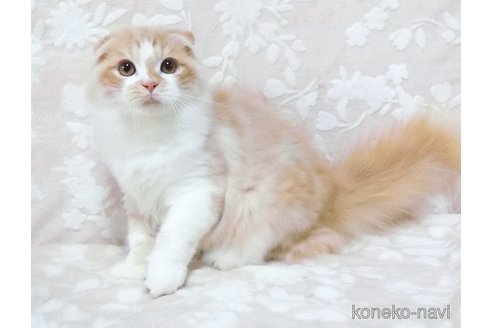 成約済の鹿児島県のスコティッシュフォールド-86522の4枚目