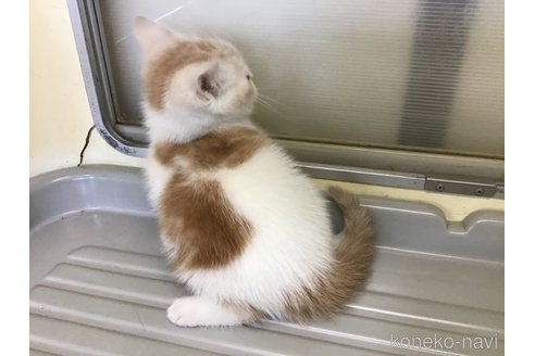販売中の山形県のスコティッシュフォールド-109209の8枚目