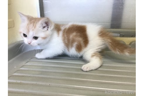 販売中の山形県のスコティッシュフォールド-109209の9枚目