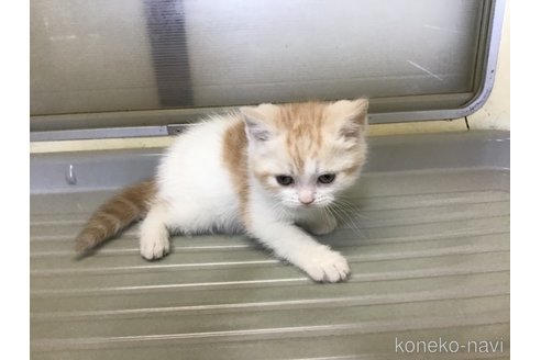 販売中の山形県のスコティッシュフォールド-109209の10枚目