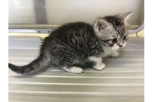 成約済の山形県のスコティッシュフォールド-109210の8枚目