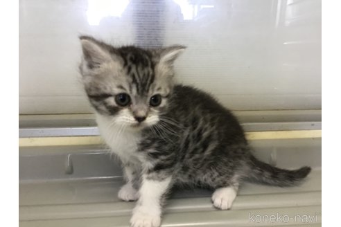 成約済の山形県のスコティッシュフォールド-109210の9枚目