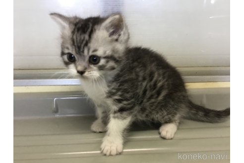 成約済の山形県のスコティッシュフォールド-109210の10枚目