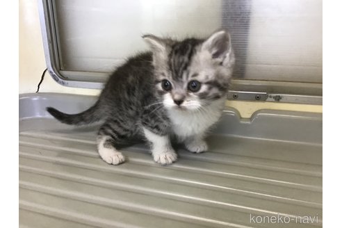 成約済の山形県のスコティッシュフォールド-109210の2枚目