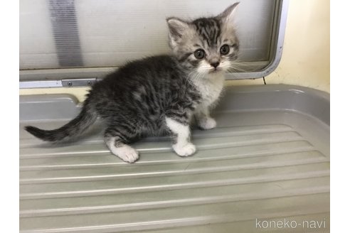 成約済の山形県のスコティッシュフォールド-109210の3枚目