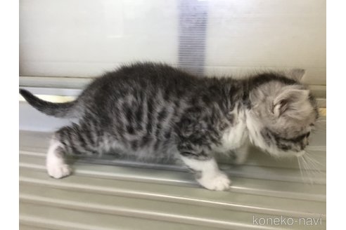 成約済の山形県のスコティッシュフォールド-109210の4枚目