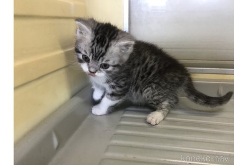 成約済の山形県のスコティッシュフォールド-109210の5枚目