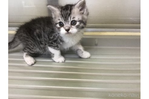 成約済の山形県のスコティッシュフォールド-109210の6枚目