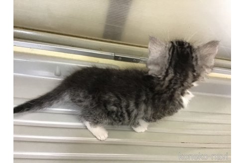 成約済の山形県のスコティッシュフォールド-109210の7枚目