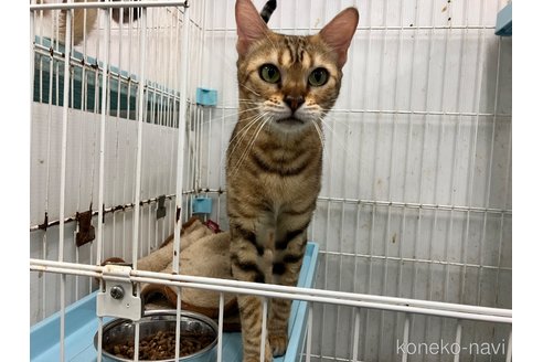 販売中の愛知県のトイガー-98349