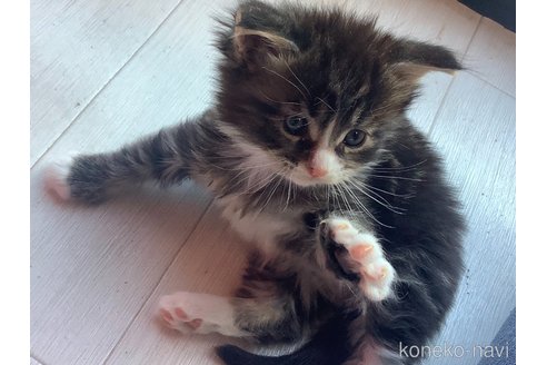 成約済の群馬県のメインクーン-109231の1枚目