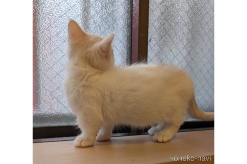 販売中の兵庫県のマンチカン(短足)-109239の2枚目