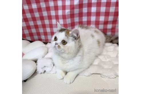成約済の京都府のミヌエット-109242の3枚目