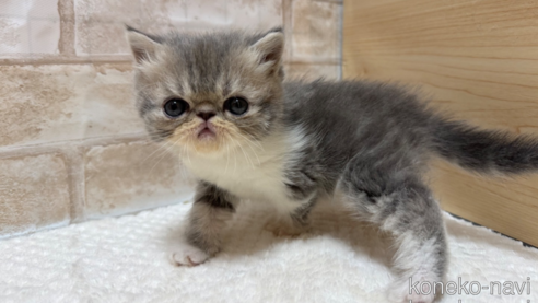 成約済の愛知県のエキゾチックショートヘア-108413の3枚目