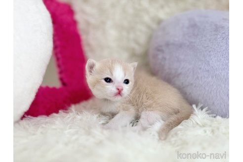 成約済の北海道のスコティッシュフォールド-109258の5枚目